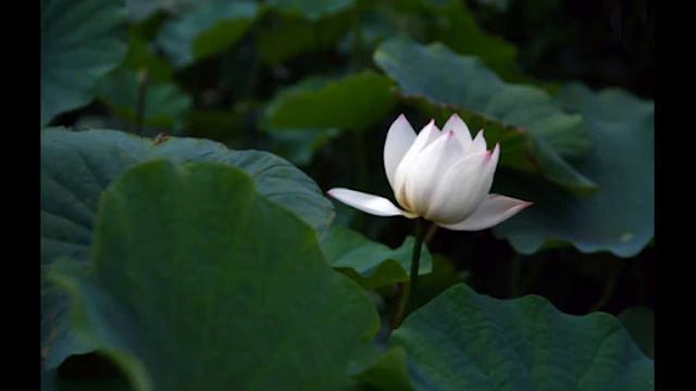 Miracle Gongyo - Very Fast with 10 minutes Nam Myoho Renge Kyo смотреть онлайн