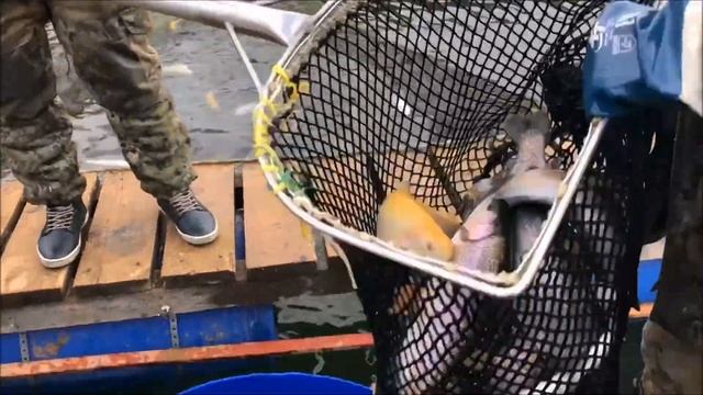 7.04.18 - Зарыбление водоема Савельево-2 форелью смотреть онлайн