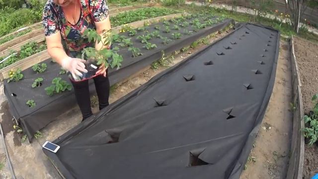 Томаты Монгольский карлик и др для очень занятых хозяек, правильная посадка смотреть онлайн