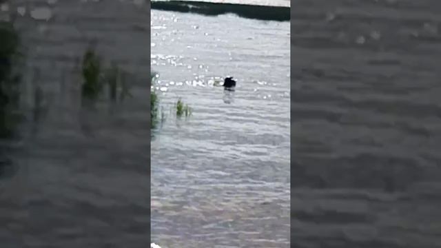 Пес водолаз