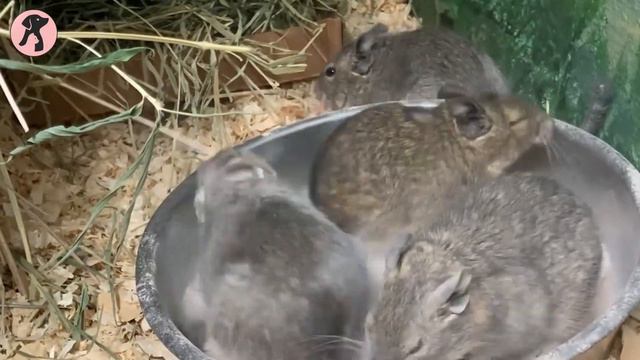 Degu Care: Things You Need to Know! смотреть онлайн