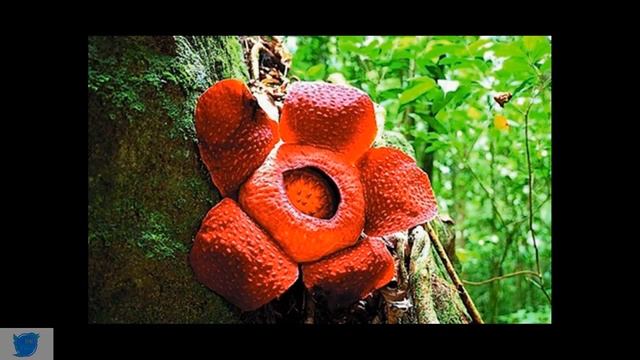 THẾ GIỚI KỲ THÚ| NHỮNG LOÀI HOA MANG HÌNH DÁNG ĐỘC LẠ NHẤT THẾ GIỚI| PHẦN 2