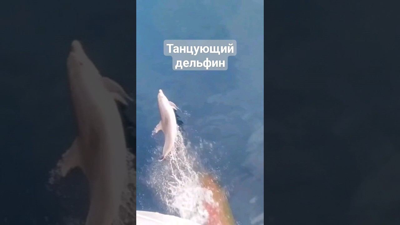 Дельфин танцует под музыку! #дельфины #море смотреть онлайн