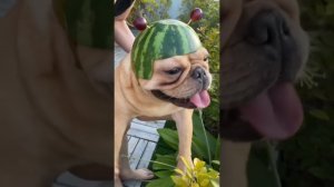 СМЕШНЫЕ ЖИВОТНЫЕ 2023 ЛУЧШИЕ ПРИКОЛЫ С КОТАМИ И CОБАКАМИ