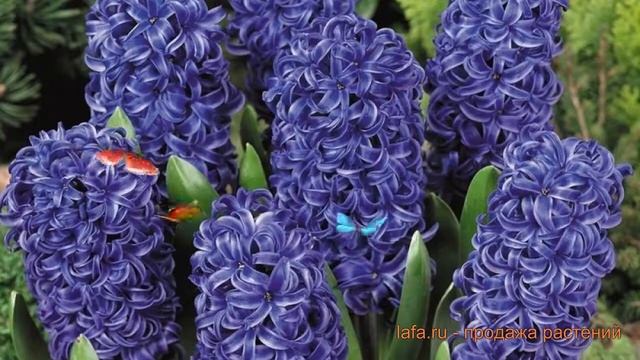 Гиацинт садовый Блу Перл (giatsint-sadovyy) ? обзор: как сажать, луковицы гиацинты Блу Перл смотреть онлайн
