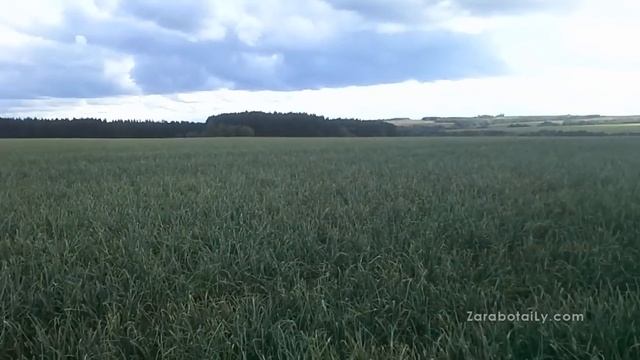 Урожайность, созревание лука Штутгарт смотреть онлайн