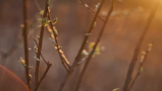 Nebamboo-Стихи электрический шёпот весны-Песня на стихи Татьяны Осинцевой смотреть онлайн
