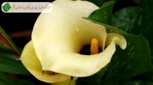 ? Выращивание каллы в домашних условиях: уход и размножение