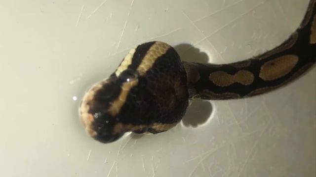 Raising my first Ball Python! (Time Log in description!) смотреть онлайн