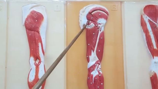 МЫШЦЫ ТАЗА. МЫШЕЧНАЯ И СОСУДИСТАЯ ЛАКУНЫ, ИХ СОДЕРЖИМОЕ. ЗАПИРАТЕЛЬНЫЙ КАНАЛ. смотреть онлайн