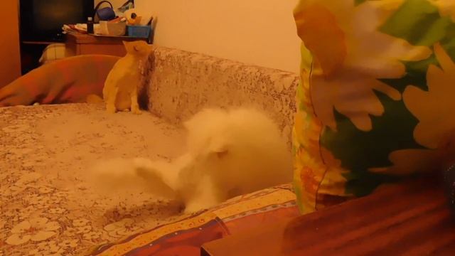 Кошачий вальс смотреть онлайн