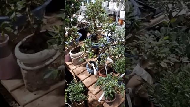 Botanique Rueil Malmaison смотреть онлайн