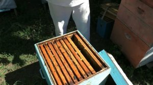 Отводок со старой маткой становится семьей. Пчелы начинающим.