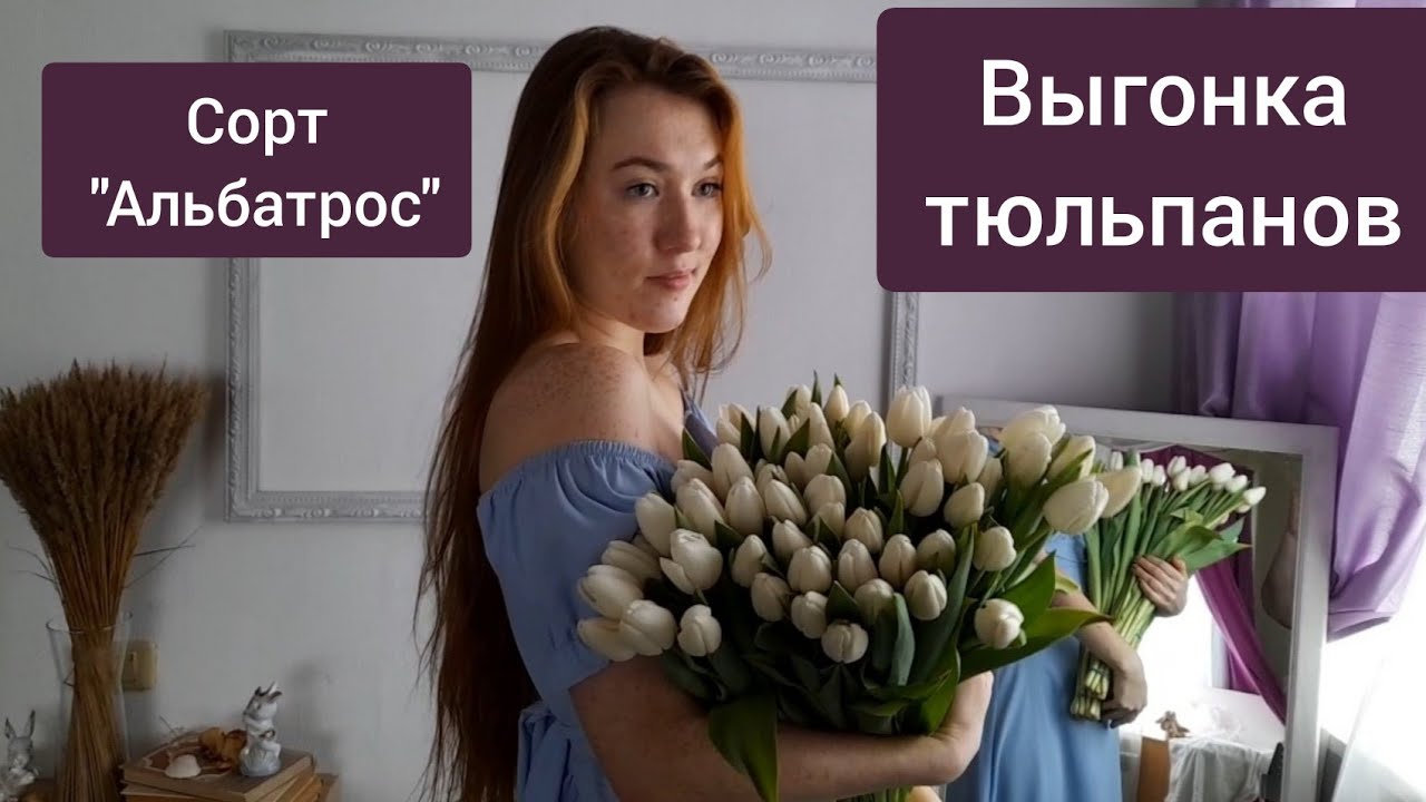 ⚫Собираем "Альбатрос" / Выгонка тюльпанов / Вот это поворот!  Пересорт? / 24.02.22г.