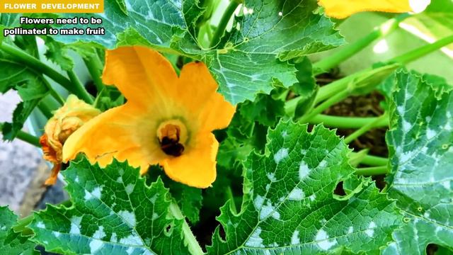 Growing Gem Squash: Underrated Squash Variety | Best Tasting Squash!