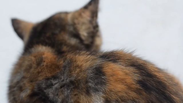 Мастерство и Креатив