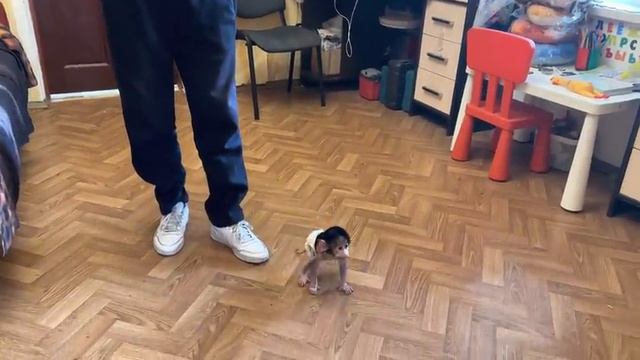 СМЕЕМСЯ ДО УПАДА! Степашка весело шагает по дивану походкой от бедра!