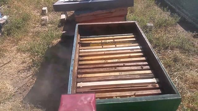 Осмотр пчелосемей... Соты без вощины. "Моё пчеловодство смотреть онлайн