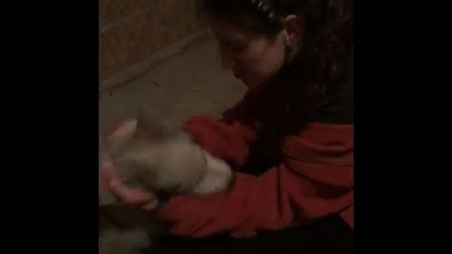 Маленький щенок ХАСКИ/Голубоглазый ХАСКИ смотреть онлайн