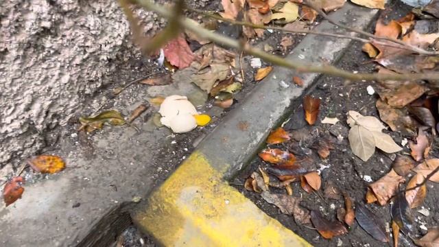 ПРОСТО РАЗБЕЙ ЯЙЦО! Ситуация повернётся в твою пользу! смотреть онлайн