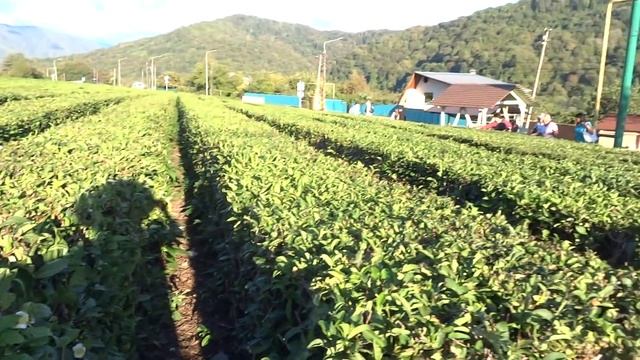 ЭКСКУРСИЯ! Самый северный в мире чай, как он цветёт? Поселок Головинка, Лазаревское. Сентябрь 2018 смотреть онлайн