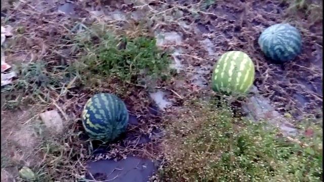 Эксперимент по выращиванию арбуза холодок в средней полосе. смотреть онлайн