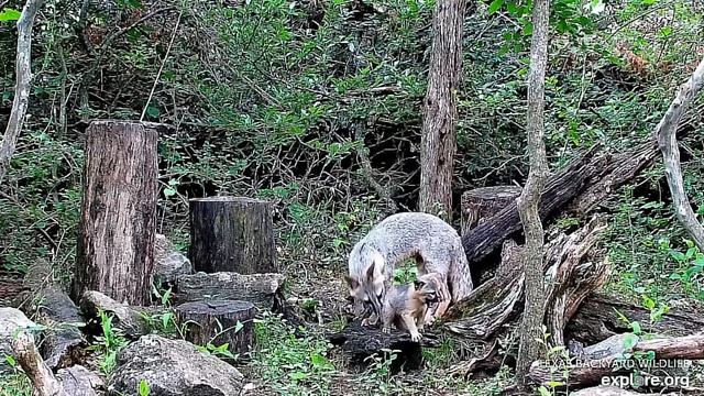Веселая семья лиса и лисенок#США смотреть онлайн
