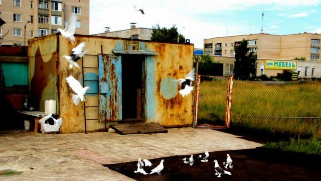 Декоративная и Бойная породы голубей смотреть онлайн