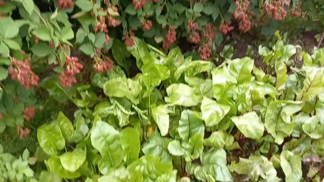 8 августа. Сад- огород, убираем урожай смотреть онлайн