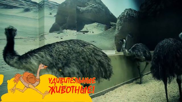 Zoopark 15sek! смотреть онлайн