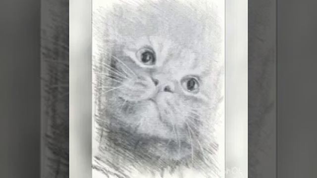 Зверский Род - 3,Просто Енот, Год Тюльпана 800, На крыльях любви, Куда приводят мечты, СИД смотреть онлайн