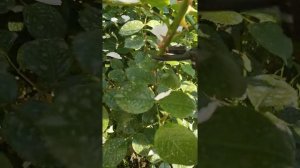 Формировка плетистой розы в шраб.Обрезка после первого цветения.Роза Айсберг.