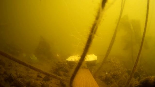 БЕТАИН ДЛЯ БЕШЕНОГО КЛЁВА В ДЕЙСТВИИ! Реакция рыбы на бетаин, подводная съемка на рыбалке смотреть онлайн