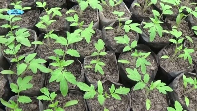 ПОМИДОРЫ - ОТ ПОСЕВА ДО УБОРКИ В ОДНОМ ВИДЕО! Как вырастить отличные помидоры смотреть онлайн