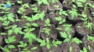 ПОМИДОРЫ - ОТ ПОСЕВА ДО УБОРКИ В ОДНОМ ВИДЕО! Как вырастить отличные помидоры