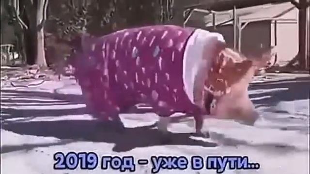 Вот и пришел к нам Новый год 2019!!!!! смотреть онлайн
