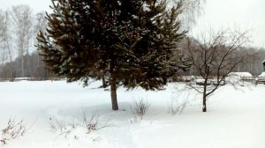 Для чего садят сосну возле дома .