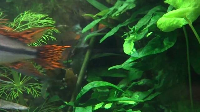 Анциструсы,спаривание (красный и"стрекоза") смотреть онлайн