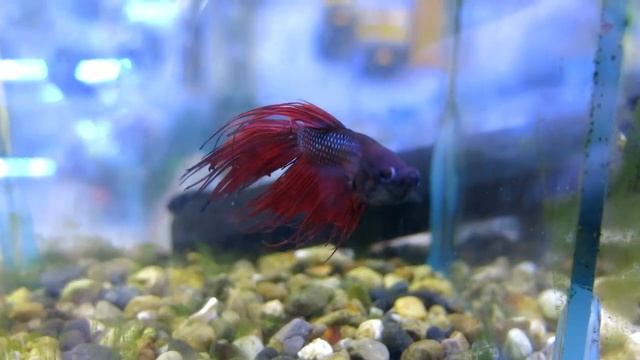 Сиамский петушок - красноплавниковый коронохвост смотреть онлайн