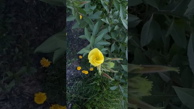 Evening Primrose Blooms смотреть онлайн