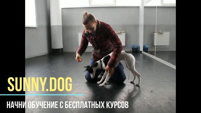 Выставка собак. Готовим собаку к выставке дома. смотреть онлайн