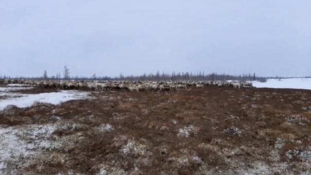 Пастбище / Первый оленёнок / Pasture / First fawn смотреть онлайн