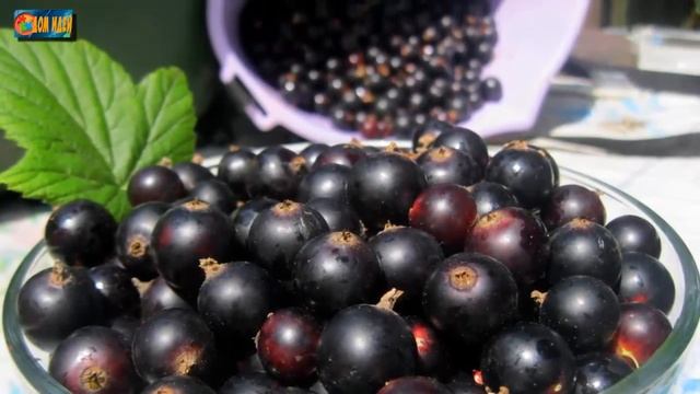 Бизнес на черной смородине. Преимущества, выращивание и уход, рентабельность. смотреть онлайн