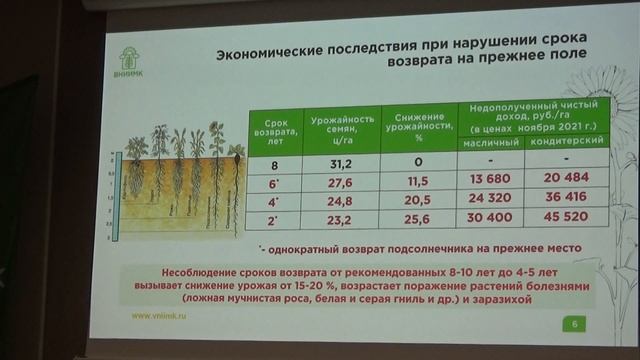 Как вырастить подсолнечник без ошибок.Технология высоких урожаев
