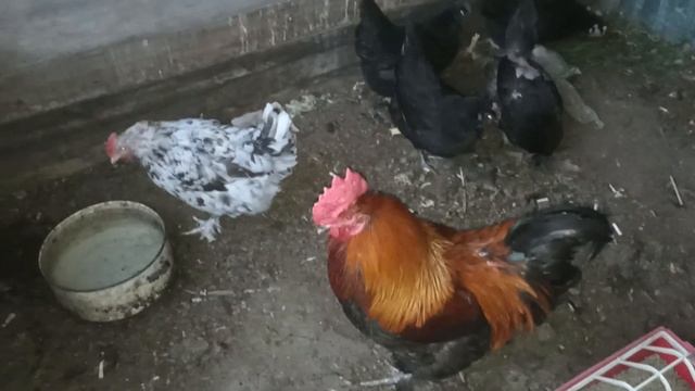 Маран с гаремом переехали в новый дом смотреть онлайн