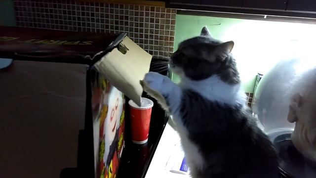 Munchkin Cat's Fast Paws vs Box смотреть онлайн