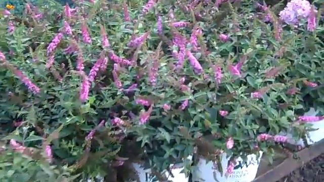 7-22-15 Willoway Dock Video Update смотреть онлайн