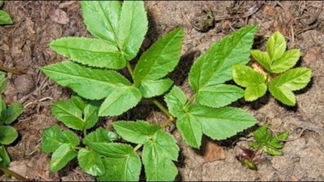 Боремся с сорняками!! Полоть или не полоть？？Боремся с сорняками!! Полоть или не полоть?? смотреть онлайн