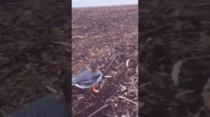 собираем и расставляем чучела гусей