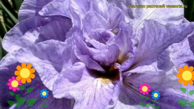 Ирис сибирский Ригамароле. Краткий обзор, описание характеристик iris sibirica Rigamarole смотреть онлайн